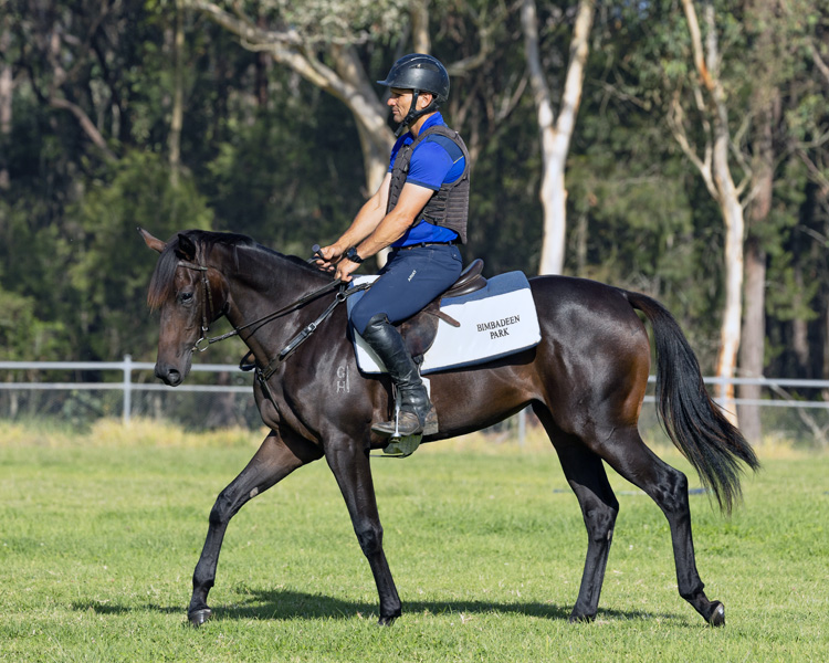 WRITTEN TYCOON X MORE MISCHIEVOUS Filly With CIARON MAHER RACING ...